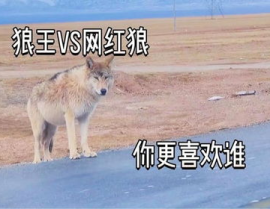红狼官网,探索极致性能与时尚设计的科技新篇章